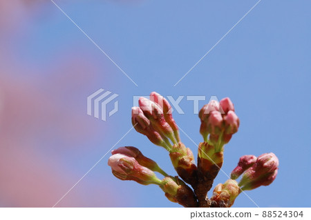 Yoshino cherry buds near flowering [Close-up] 88524304