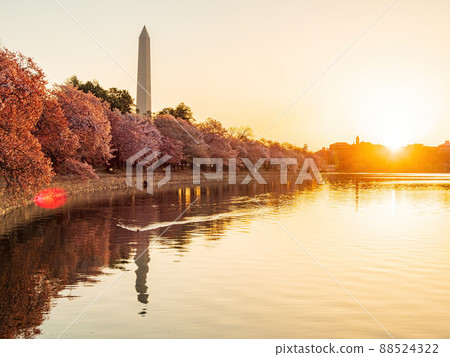 Sun rise view of the Washington Monument with cherry blossom 88524322