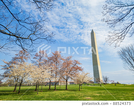 Sunny view of the Washington Monument with cherry blossom 88524373