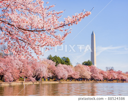 Sunny view of the Washington Monument with cherry blossom 88524386