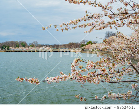 Close up shot of cherry tree blossom in Tidal Basin area 88524513