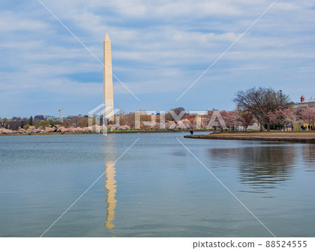 Sunny view of the Washington Monument with cherry blossom 88524555