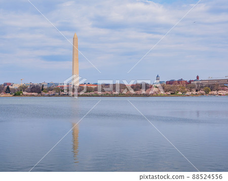 Sunny view of the Washington Monument with cherry blossom 88524556