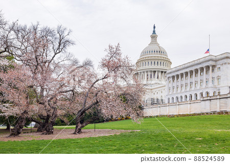 Overcast view of the United States Capitol with Cherry tree blossom 88524589