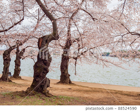 Beautiful cherry blossom around Tidal Basin area Beautiful cherry blossom around Tidal Basin area 88524590