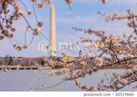 Sunny view of the Washington Monument with cherry blossom 88524666
