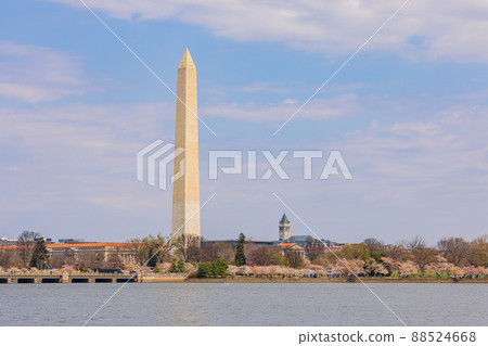 Sunny view of the Washington Monument with cherry blossom 88524668