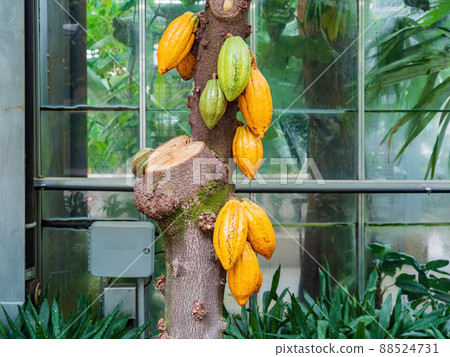 Close up shot of mature Cocoa bean in the United States Botanic Garden 88524731