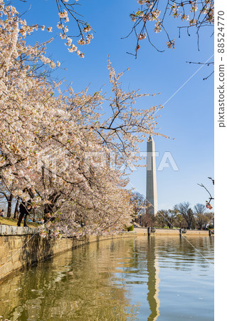 Sunny view of the Washington Monument with cherry blossom 88524770