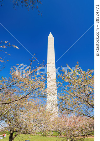Sunny view of the Washington Monument with cherry blossom 88524771
