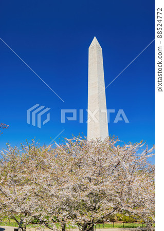 Sunny view of the Washington Monument with cherry blossom 88524772
