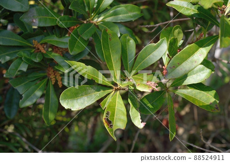 Leaves of bamboo grove Leaves of bamboo grove 88524911
