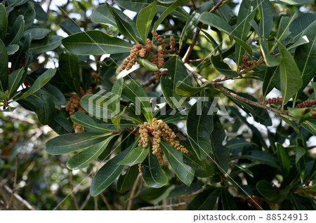 Yamamomo's male flower Yamamomo's male flower 88524913