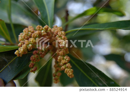 Yamamomo's male flower Yamamomo's male flower 88524914