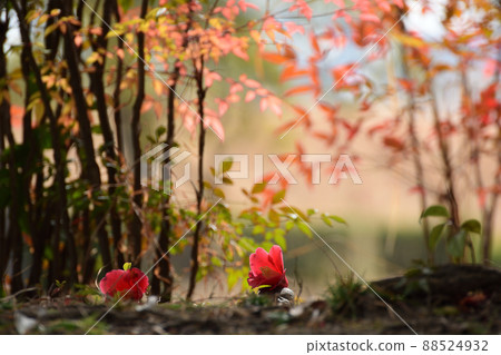 Background of fallen camellia and southern sky Background of fallen camellia and southern sky 88524932