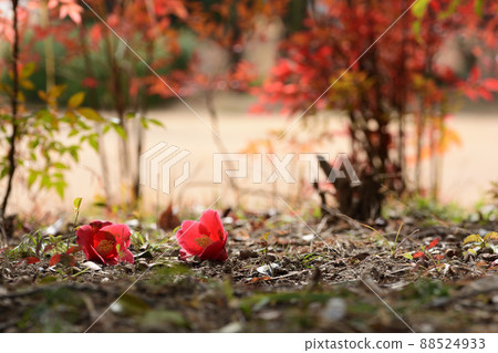 Background of fallen camellia and southern sky Background of fallen camellia and southern sky 88524933