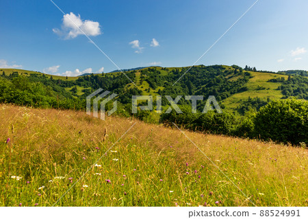 Wonderful panoramic view field of wild flowers by summertime. Area of the Carpathian Mountains above Kamyanka Mountain, Synevir pass. Ukraine. Wonderful panoramic view field of wild flowers by summertime. Area of the Carpathian Mountains above Kamyanka Mountain, Synevir pass. Ukraine. 88524991