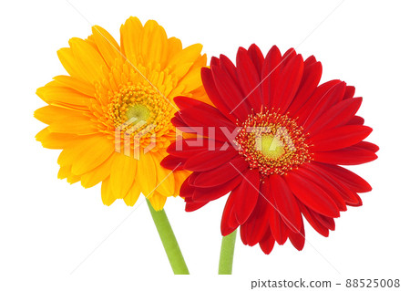 [Gerbera] (Depth synthesis) 88525008