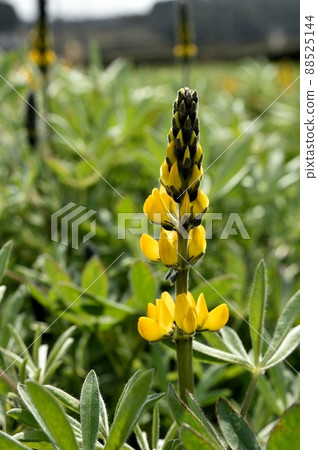 Lupine Lupine Lupine Lupine 88525144