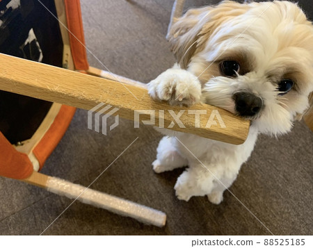 被狗咬破的家具 被狗咬破的家具 88525185