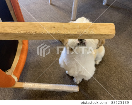 被狗咬破的家具 88525189