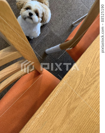 被狗咬破的家具 被狗咬破的家具 88525190