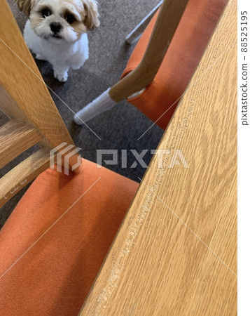 被狗咬破的家具 被狗咬破的家具 88525195