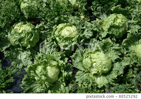 Lettuce that has grown too large 88525292