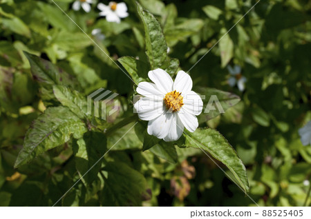 苦參、苦參、苦參、苦參 88525405