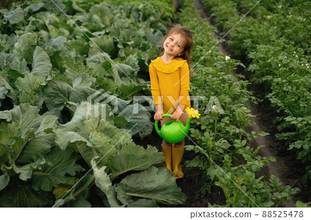 A girl holds a watering can with water to Watering the vegetable garden with cabbage and potatoes after a drought . Irrigation of plants for a rich harvest. A cute little assistant A girl holds a watering can with water to Watering the vegetable garden with cabbage and potatoes after a drought . Irrigation of plants for a rich harvest. A cute little assistant 88525478