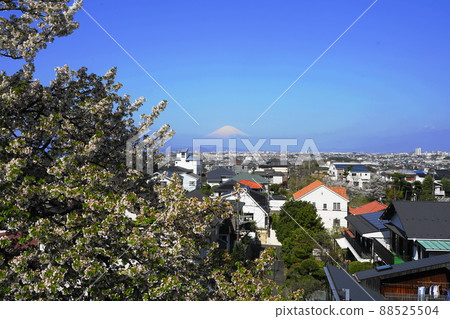 April Fujisawa 259 From Mt. Fuji and the townscape of cherry blossoms in full bloom (Katasekaigan), Fujimizaka April Fujisawa 259 From Mt. Fuji and the townscape of cherry blossoms in full bloom (Katasekaigan), Fujimizaka 88525504