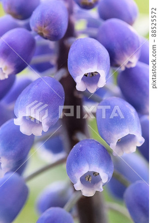 Muscari Muscari 88525572