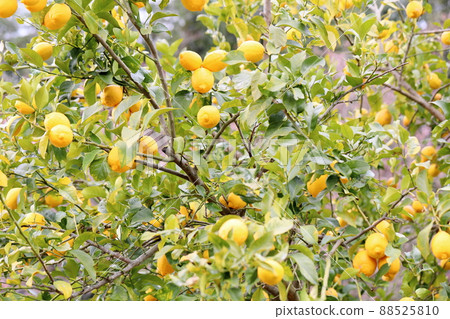 Fruit of lemon Fruit of lemon 88525810