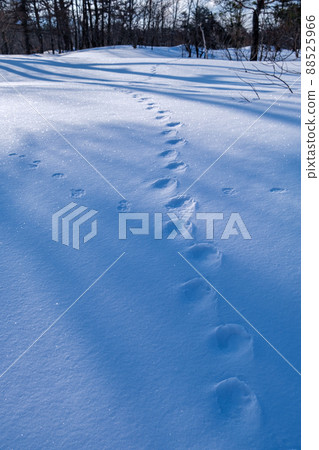 Footprints of the snowy field Footprints of the snowy field 88525966
