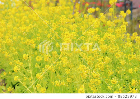 強姦開花 強姦開花 88525978