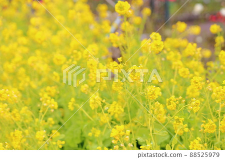強姦開花 強姦開花 88525979