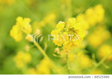 強姦開花 強姦開花 88525980