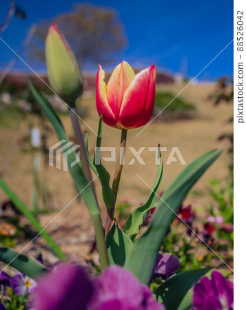 Tulip flowers blooming in the spring flowerbed 88526042