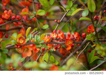 Maule's quince (Kusagi Gourd, English name: Japanese quince) Alias: Jinashi, Noboke, Koboke, etc. 88526043