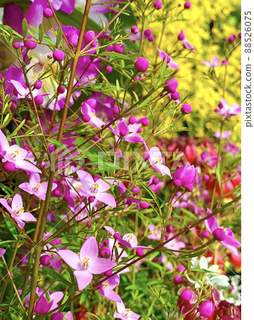 漂亮的粉紅色星形花朵 Boronia 漂亮的粉紅色星形花朵 Boronia 88526075
