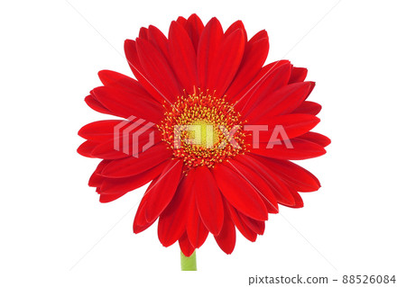 [Gerbera] (Depth synthesis) 88526084