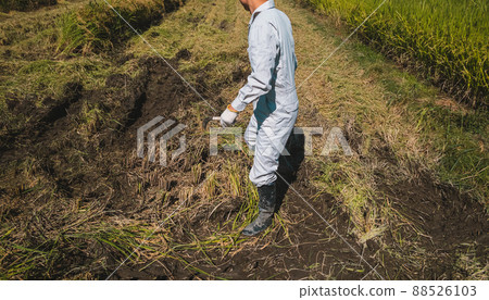 Hand-cut rice harvesting Hand-cut rice harvesting 88526103