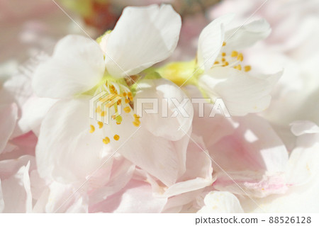 在鋪好的櫻花花瓣上盛開的櫻花 在鋪好的櫻花花瓣上盛開的櫻花 88526128