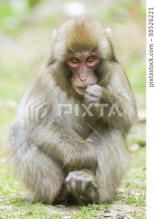 日本獼猴系列 88526221