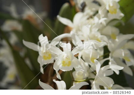 Coelogyne 88526340