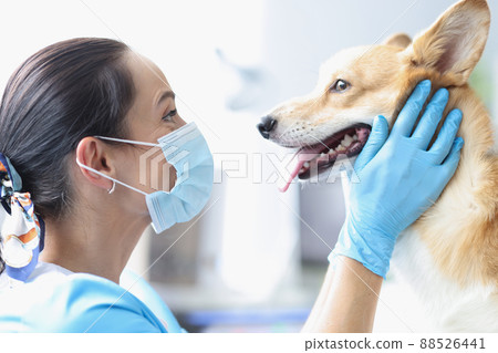 Veterinarian in mask conducts medical examination of dog 88526441