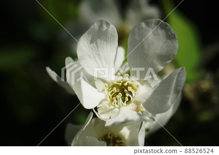 Exochorda racemosa 88526524