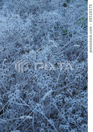 Frosted grass Frosted grass 88526578