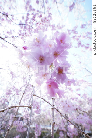 Sakura that seems to be fluffy and melts 88526861