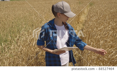 young farmer touches ears wheat field with his hand. smart farm work concept. business farmer young woman with tablet works field with wheat. modern farming concept. harvesting large crop wheat farm young farmer touches ears wheat field with his hand. smart farm work concept. business farmer young woman with tablet works field with wheat. modern farming concept. harvesting large crop wheat farm 88527464